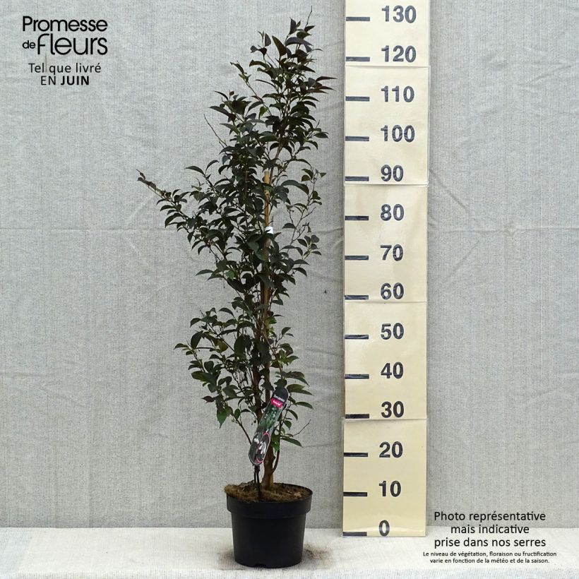 Amostra de Styrax japonica Evening Light Vaso de 3 L/4 L tal como entregue no verão