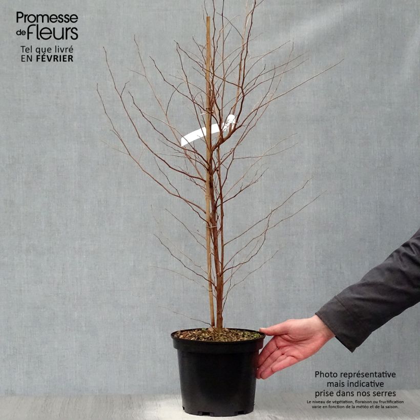 Amostra de Styrax japonica Fargesii - Styrax japonais Pot de 4L/5L tal como entregue no inverno