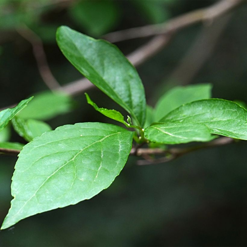 Styrax japonica Fargesii (Folhagem)