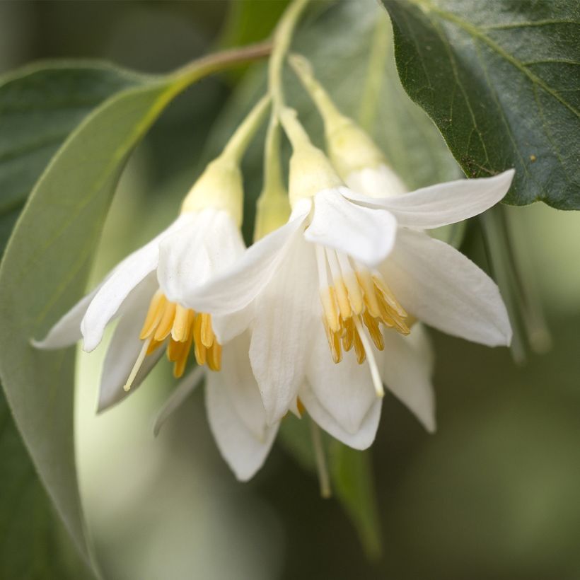 Styrax japonica Fargesii (Floração)