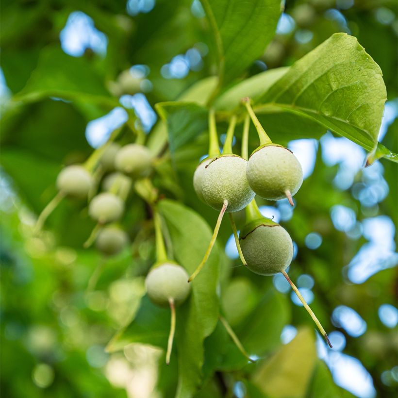Styrax japonica Fargesii (Colheita)