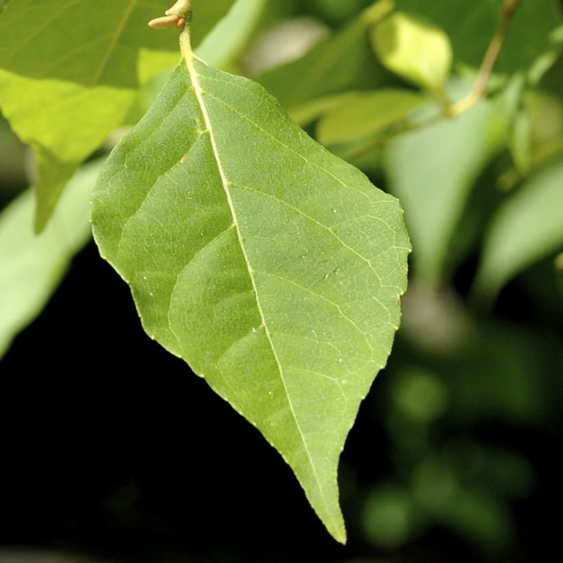 Styrax japonica Fragrant Fountain (Folhagem)
