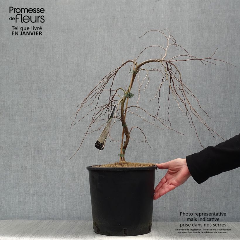 Amostra de Styrax japonica Fragrant Fountain Vaso de 12 L/15 L tal como entregue no inverno