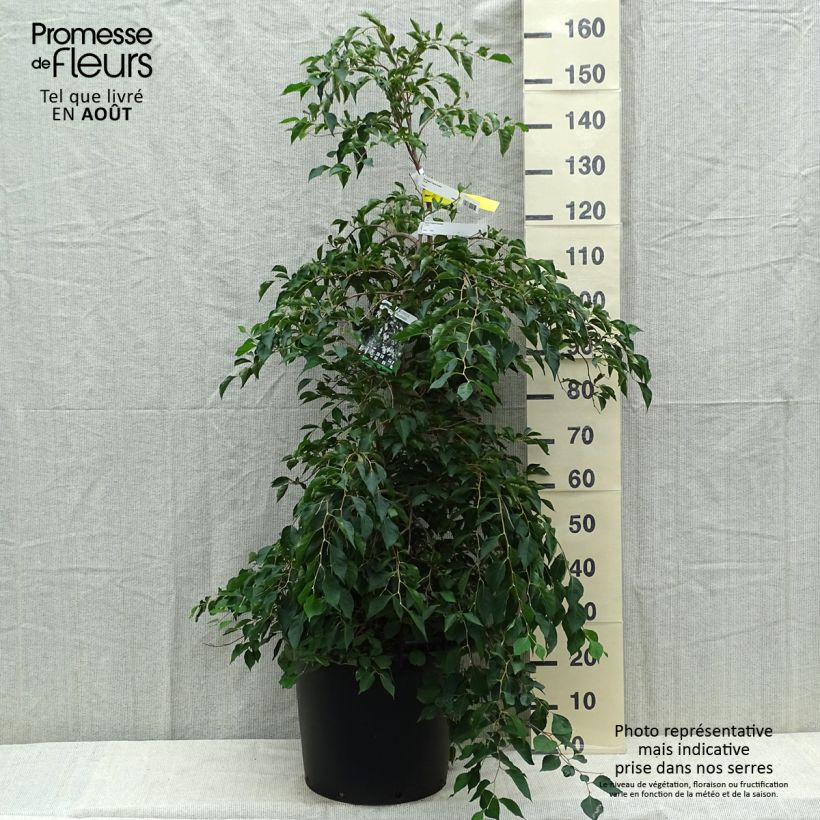 Amostra de Styrax japonica Fragrant Fountain Vaso de 30 L/35 L tal como entregue no verão