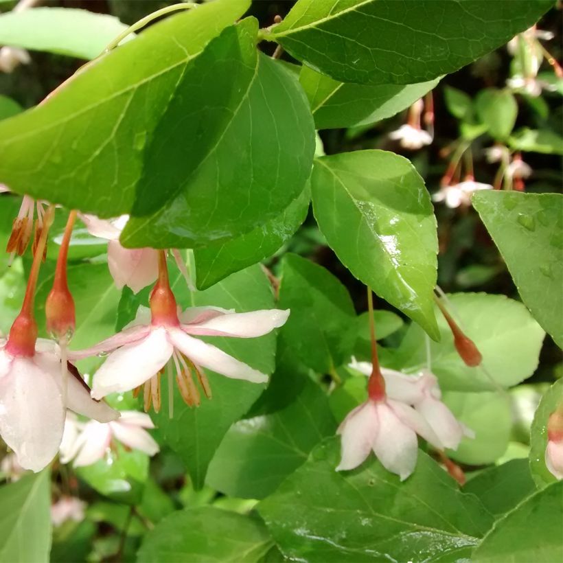 Styrax japonicus Pink Chimes (Folhagem)