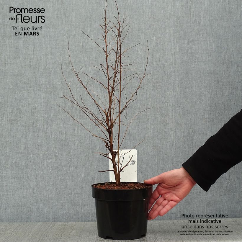 Amostra de Styrax japonica - Styrax japonais Vaso de 3 L/4 L tal como entregue no inverno