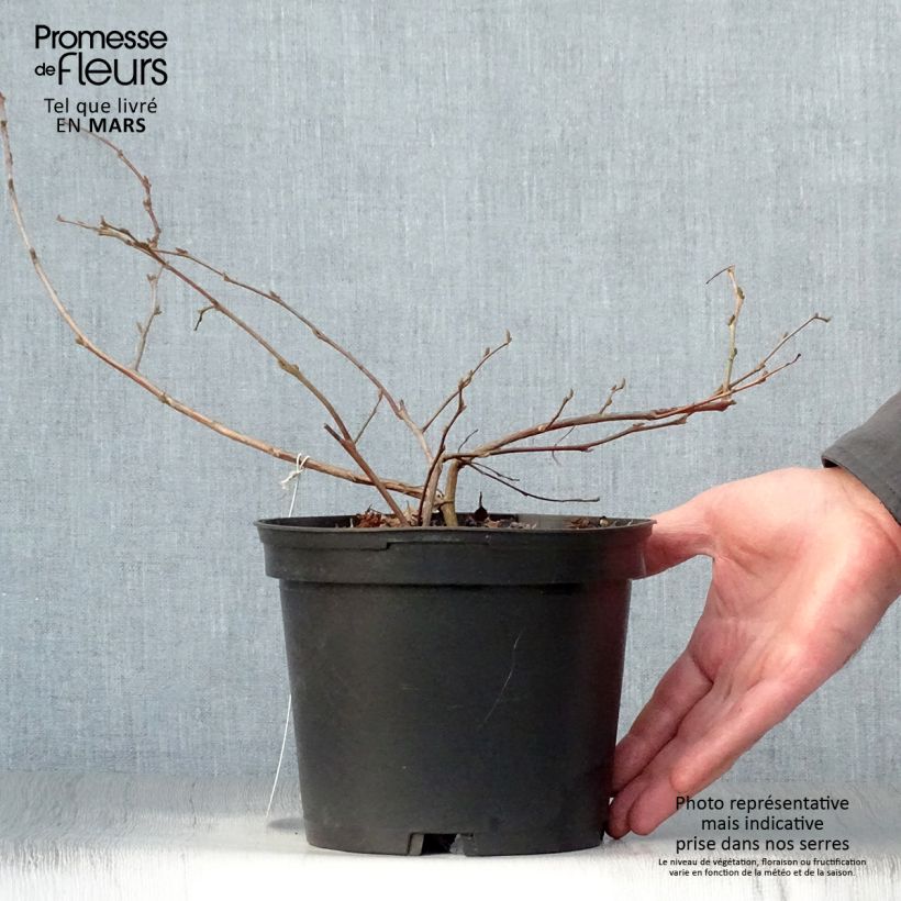 Amostra de Styrax japonica Vaso de 3 L/4 L tal como entregue na primavera