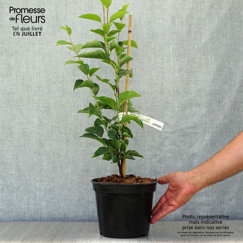 Amostra de Styrax japonicus June Snow Vaso de 3 L/4 L tal como entregue no verão