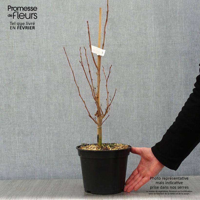 Amostra de Styrax japonicus June snow - Styrax japonais Vaso de 3 L/4 L tal como entregue no inverno
