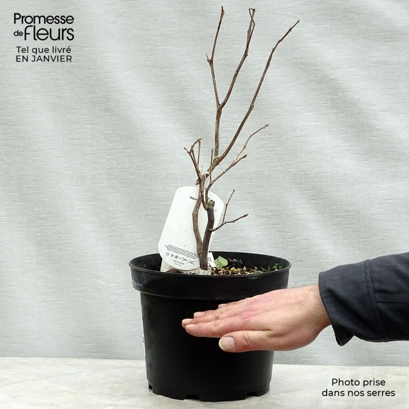 Amostra de Styrax obassia - Styrax à grandes feuilles Vaso de 2 L/3 L tal como entregue no inverno