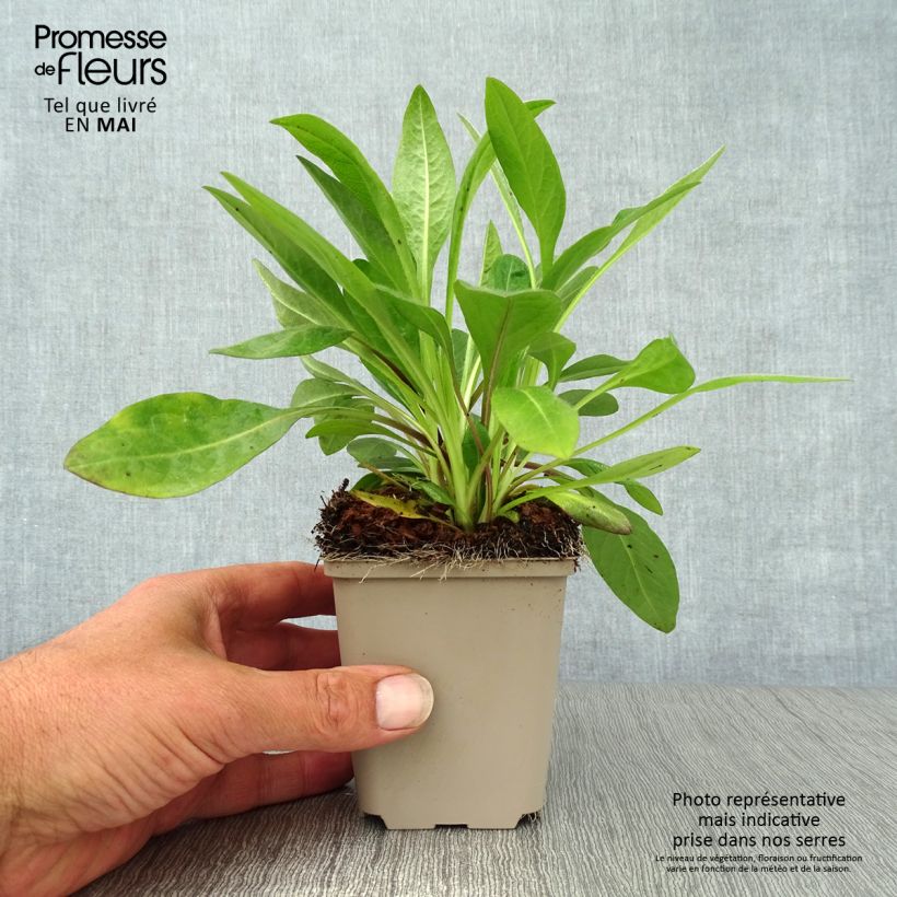 Amostra de Succisa pratensis Vaso de 8/9 cm tal como entregue na primavera