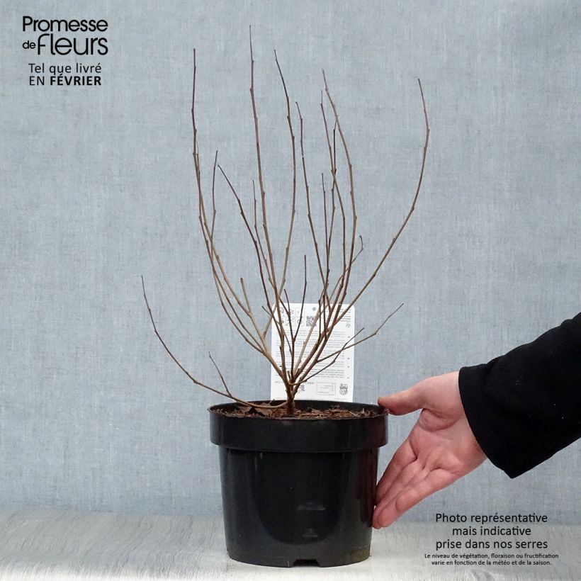 Amostra de Rhus aromatica Gro-Low Vaso de 3 L/4 L tal como entregue no inverno