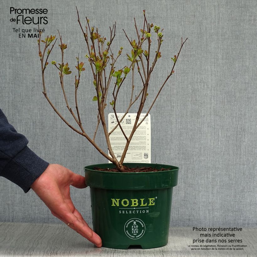 Amostra de Rhus aromatica Gro-Low Vaso de 3 L/4 L tal como entregue na primavera