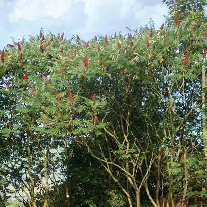 Rhus typhina (Hábito)