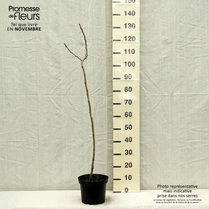 Amostra de Rhus typhina Vaso de 4 L/5 L tal como entregue no outono