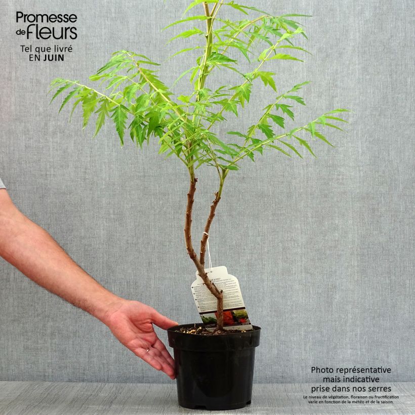 Amostra de Rhus typhina Tiger Eyes Vaso de 3 L/4 L tal como entregue no verão