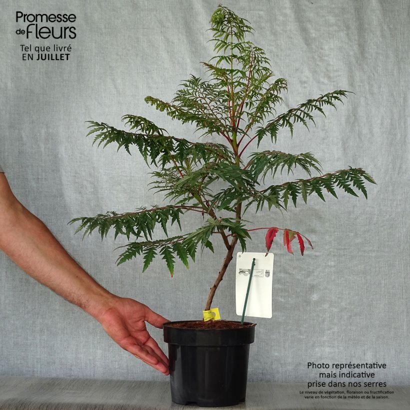Amostra de Rhus glabra Laciniata Vaso de 3 L/4 L tal como entregue no verão