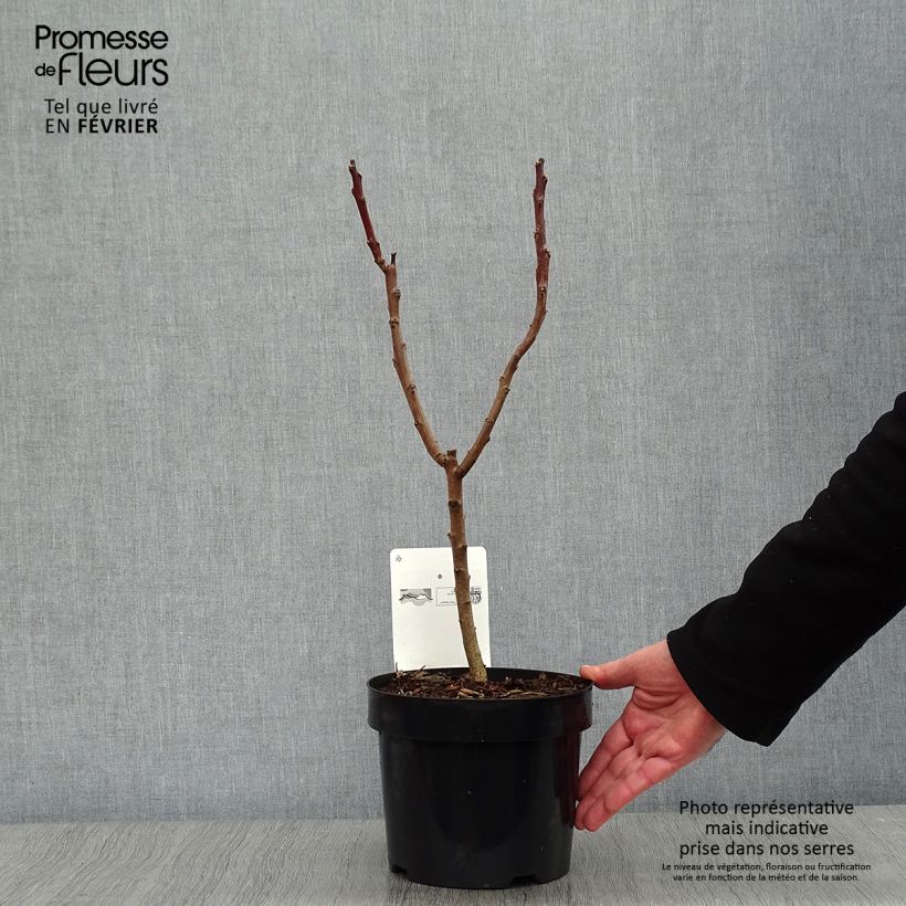 Amostra de Sumac lacinié - Rhus glabra Laciniata Vaso de 3 L/4 L tal como entregue no inverno