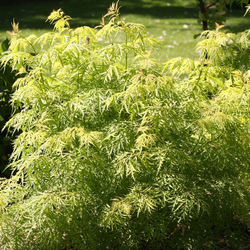 Sambucus racemosa Lemony Lace (Folhagem)