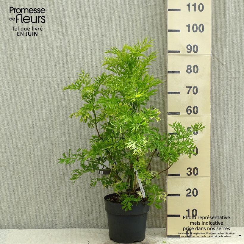 Amostra de Sambucus racemosa Golden Lace Vaso de 6 L/7 L tal como entregue na primavera