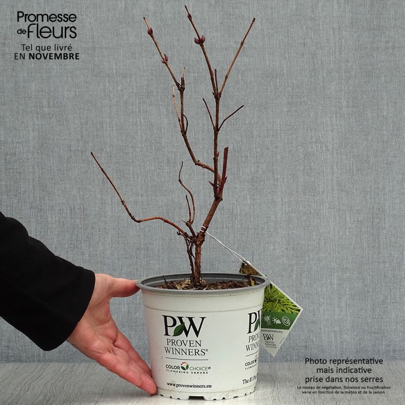 Amostra de Sambucus racemosa Lemony Lace Vaso de 2 L/3 L tal como entregue no outono