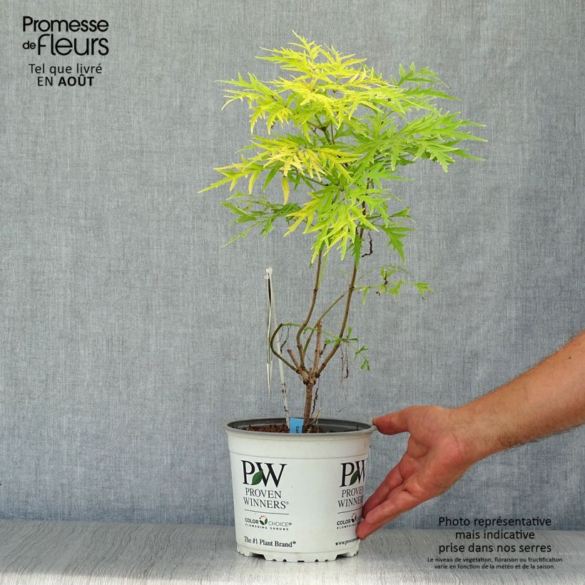 Amostra de Sambucus racemosa Lemony Lace Vaso de 2 L/3 L tal como entregue no verão