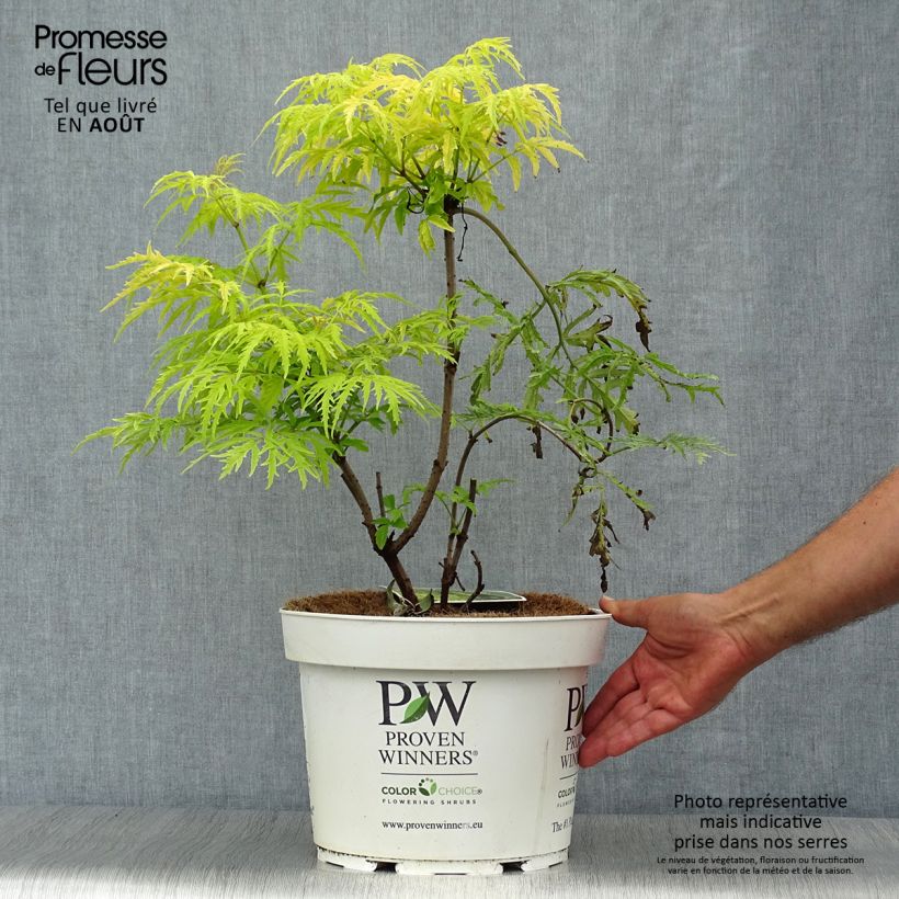 Amostra de Sambucus racemosa Lemony Lace Vaso de 7,5 L/10 L tal como entregue no verão