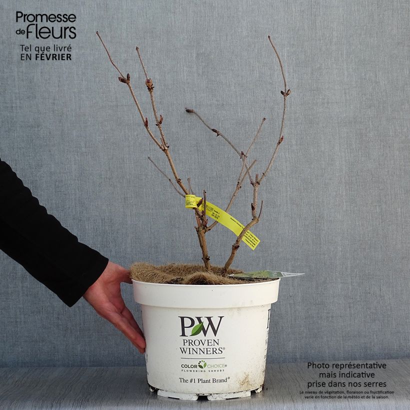 Amostra de Sambucus racemosa Lemony Lace Vaso de 7,5 L/10 L tal como entregue no inverno