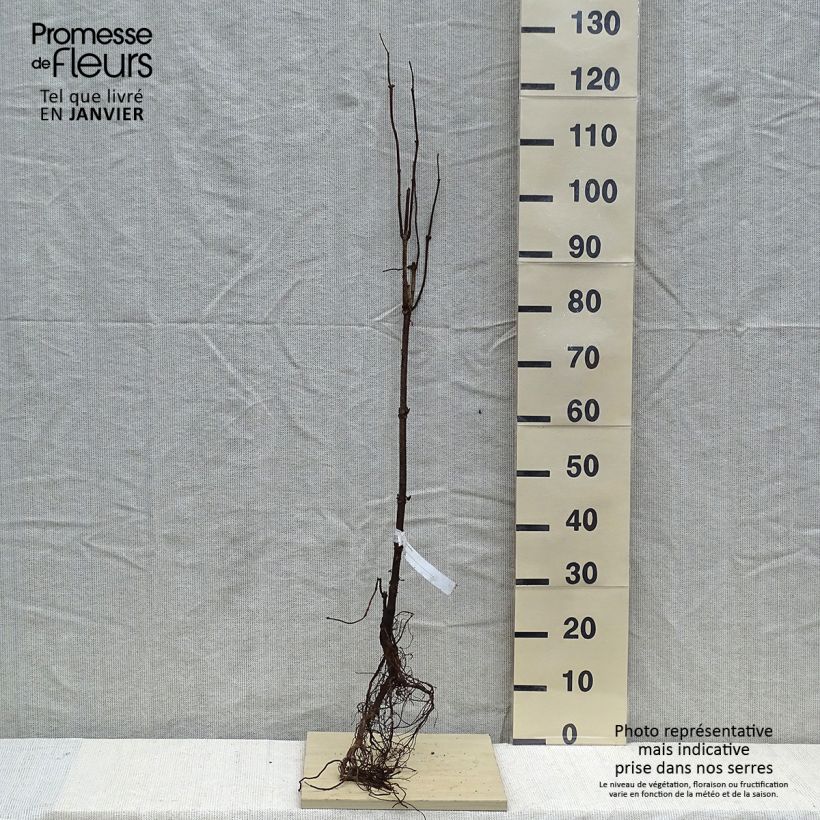 Amostra de Sureau à grappes - Sambucus racemosa Raízes nuas tal como entregue no inverno