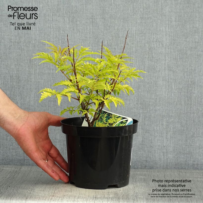 Amostra de Sambucus racemosa Sutherland Gold Vaso de 2 L/3 L tal como entregue na primavera