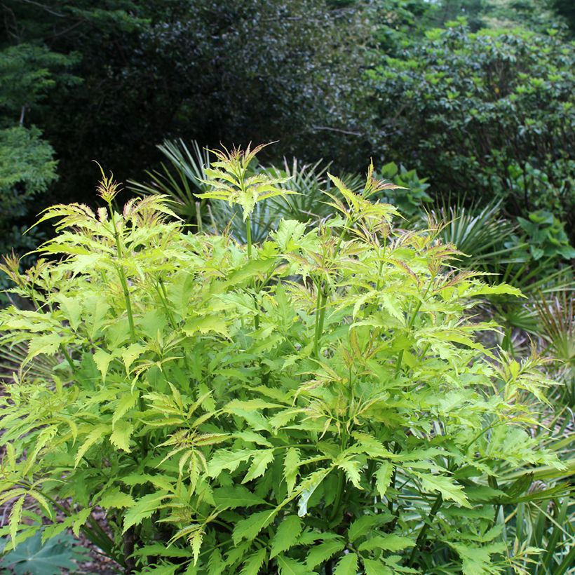 Sambucus racemosa Sutherland Gold (Hábito)