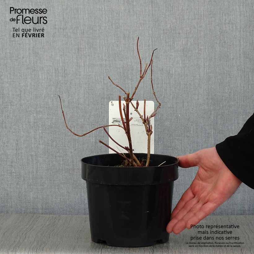 Amostra de Sureau à grappes - Sambucus racemosa Welsh Gold Vaso de 3 L/4 L tal como entregue no inverno