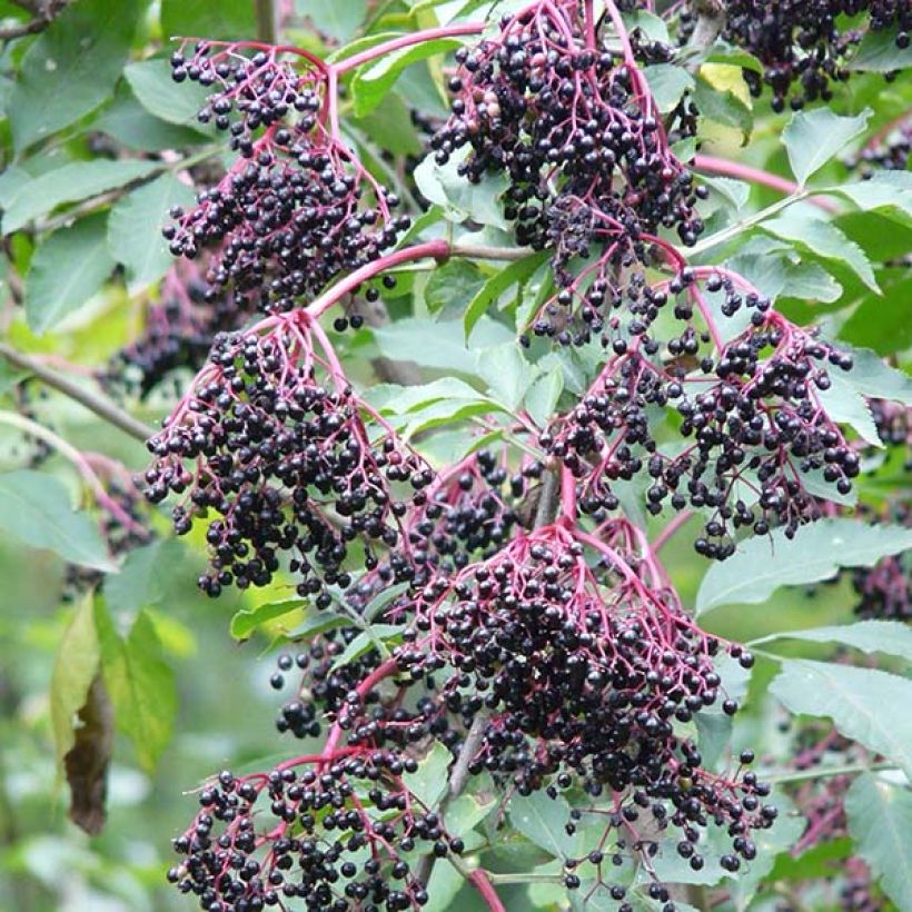 Sabugueiro Haschberg - Sambucus nigra (Colheita)