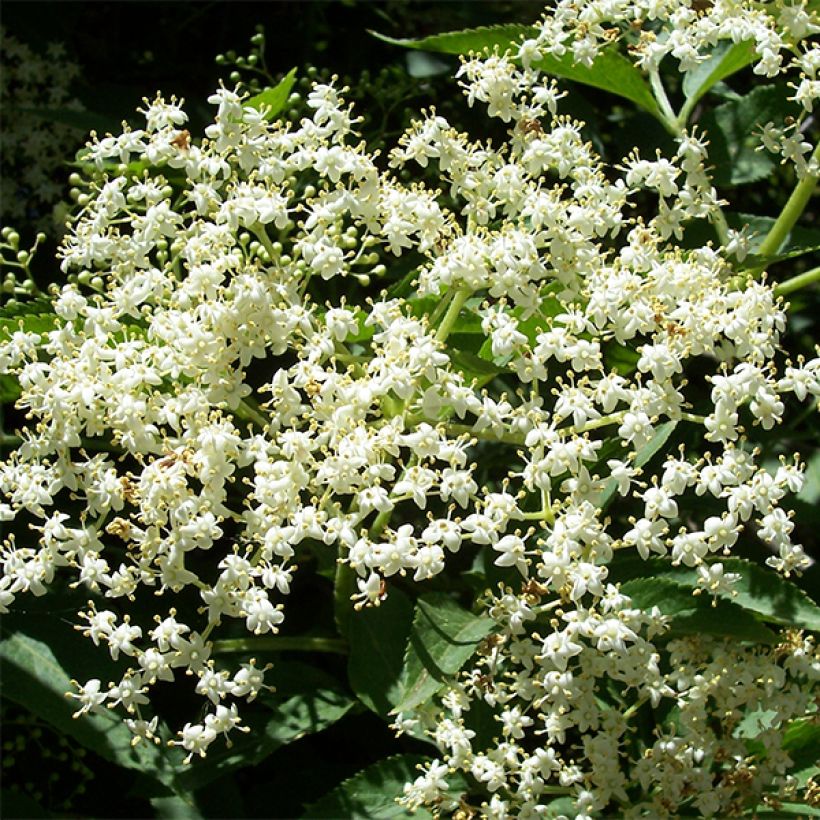 Sabugueiro Korsor - Sambucus nigra (Floração)