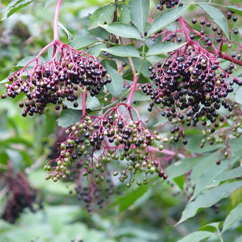 Sabugueiro Korsor - Sambucus nigra (Colheita)