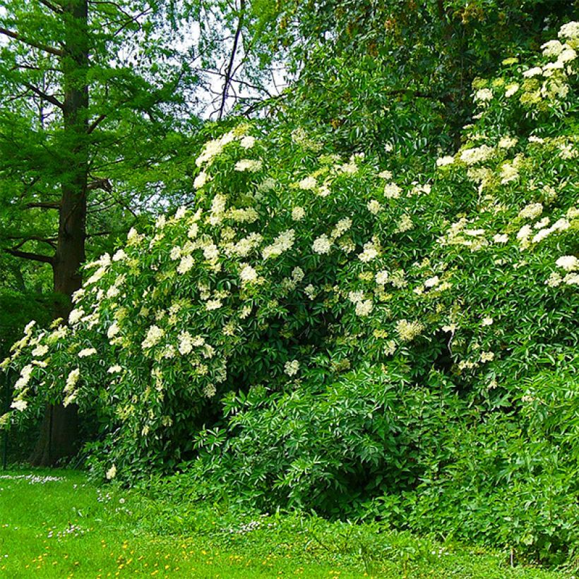 Sabugueiro Korsor - Sambucus nigra (Hábito)