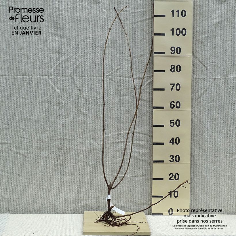 Amostra de Sureau noir  - Sambucus nigra Aurea Raízes nuas tal como entregue no inverno