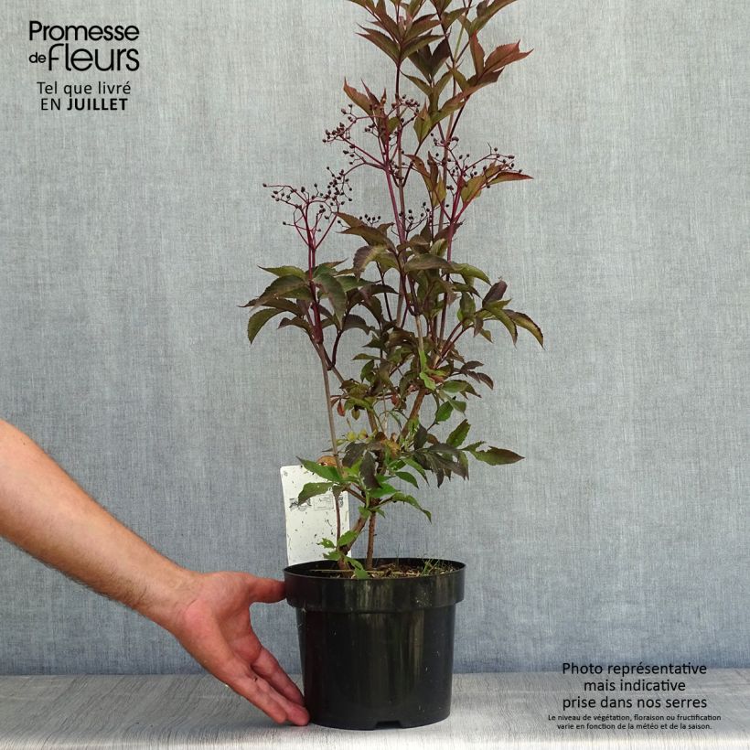 Amostra de Sambucus nigra Black Beauty Vaso de 2 L/3 L tal como entregue no verão