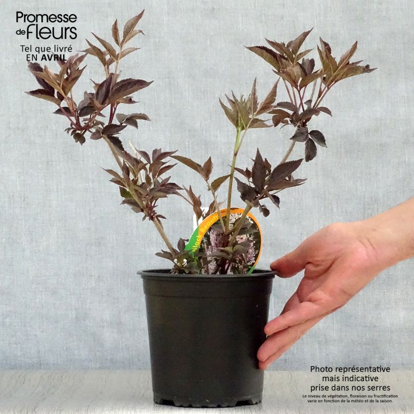 Amostra de Sambucus nigra Black Beauty Vaso de 2 L/3 L tal como entregue na primavera