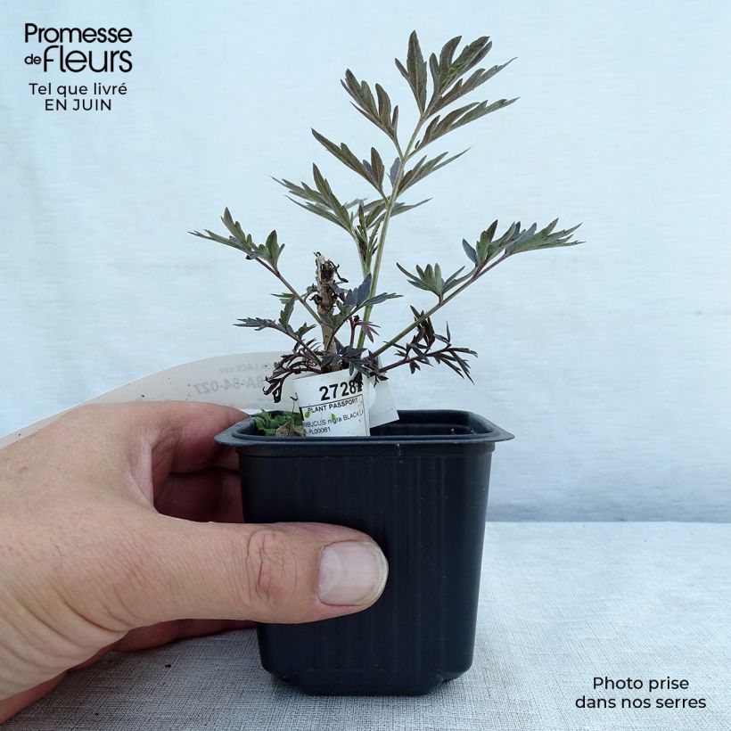 Amostra de Sambucus nigra Black Lace Vaso de 8/9 cm tal como entregue no verão