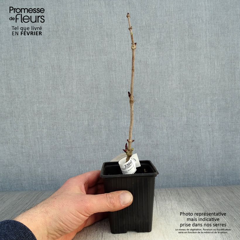 Amostra de Sambucus nigra Black Lace Vaso de 8/9 cm tal como entregue no inverno