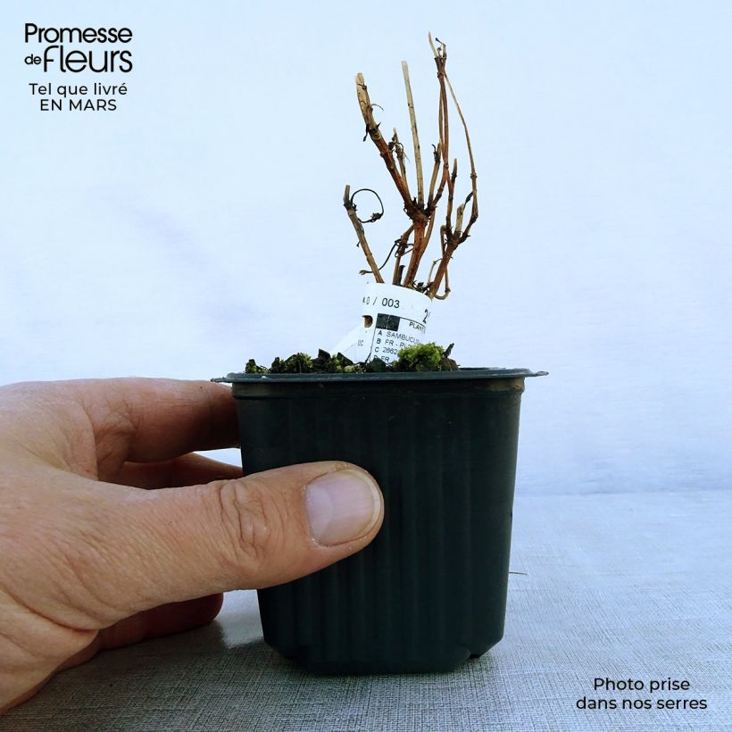 Amostra de Sambucus nigra Black Lace Vaso de 8/9 cm tal como entregue na primavera