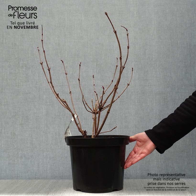 Amostra de Sambucus nigra Black Lace Vaso de 6 L/7 L tal como entregue no outono