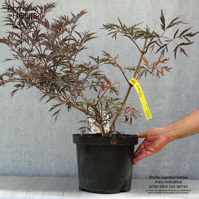 Amostra de Sambucus nigra Black Lace Vaso de 6 L/7 L tal como entregue no verão