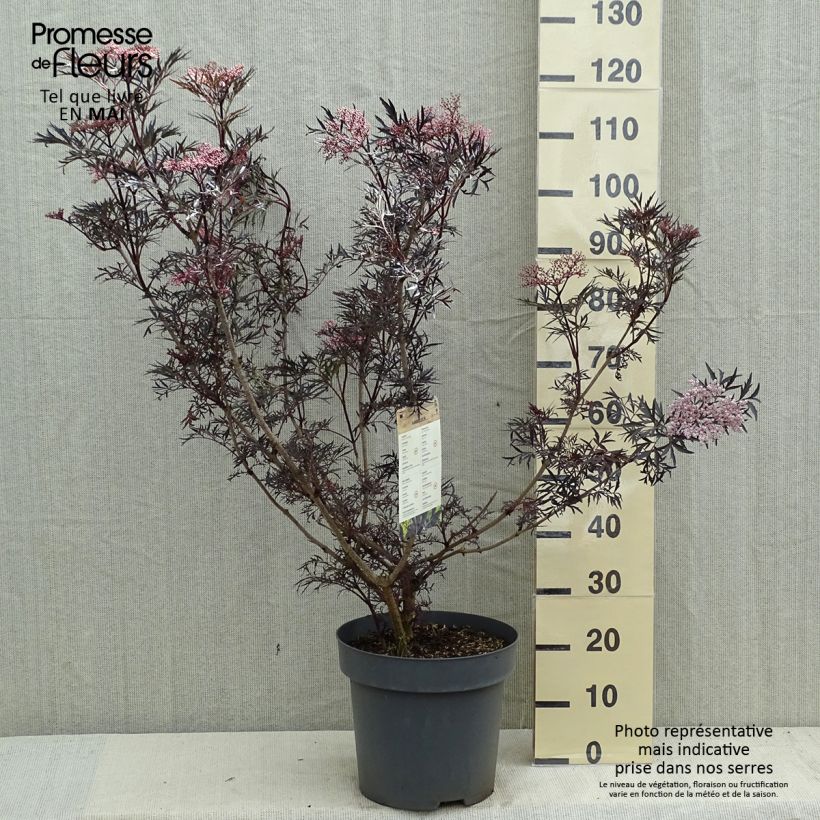 Amostra de Sambucus nigra Black Lace Vaso de 12 L/15 L tal como entregue na primavera