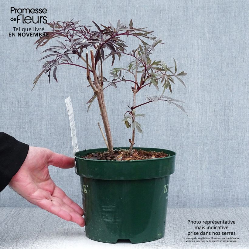 Amostra de Sambucus nigra Black Lace Vaso de 2 L/3 L tal como entregue no outono