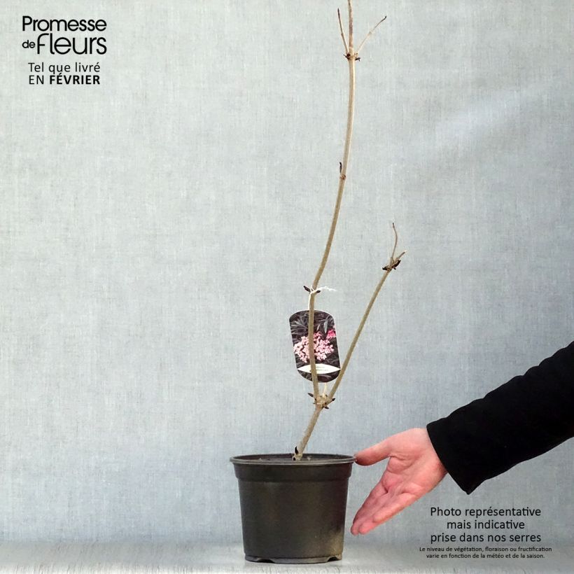 Amostra de Sambucus nigra Black Lace Vaso de 2 L/3 L tal como entregue no inverno