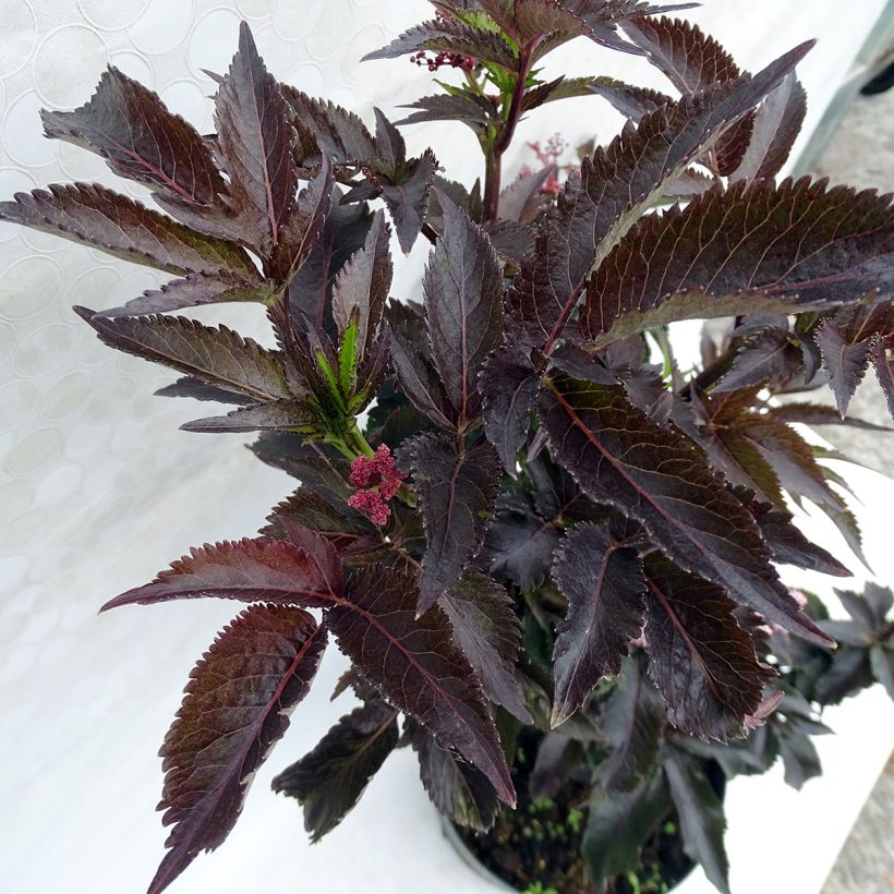 Sambucus nigra Black Tower (Folhagem)