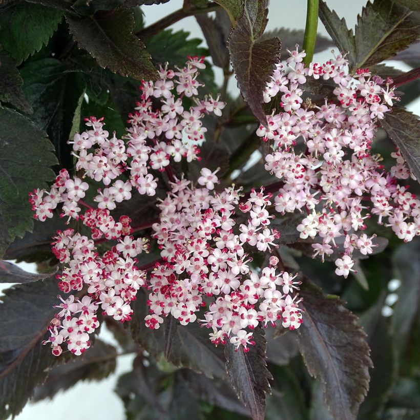 Sambucus nigra Black Tower (Floração)
