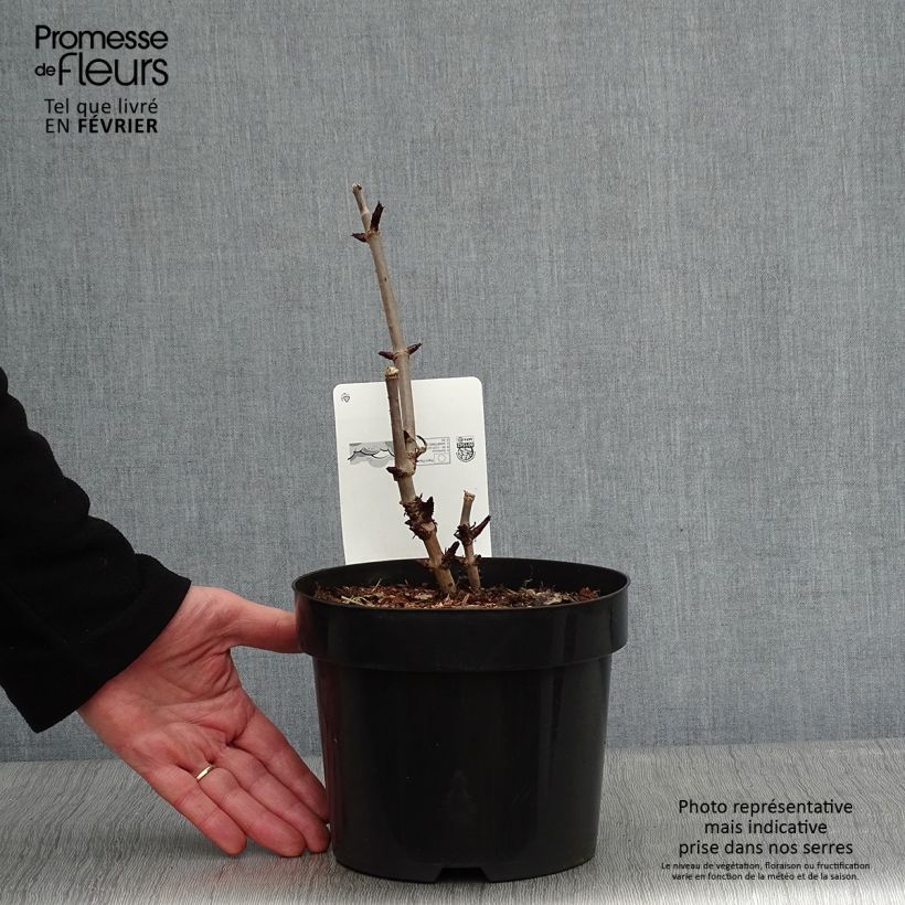 Amostra de Sambucus nigra Black Tower Vaso de 3 L/4 L tal como entregue no inverno